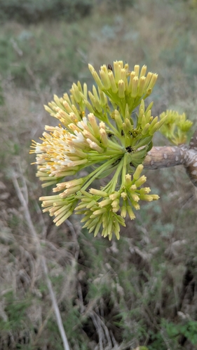 Kleinia neriifolia, photograph 5