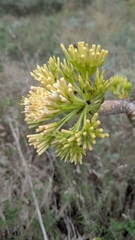 Kleinia neriifolia, photograph (c) Christoph Kramer, some rights reserved (CC BY)