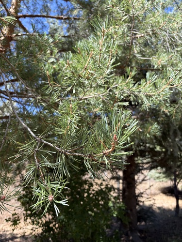 Colorado Pinyon