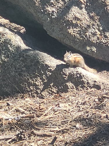 Colorado Chipmunk