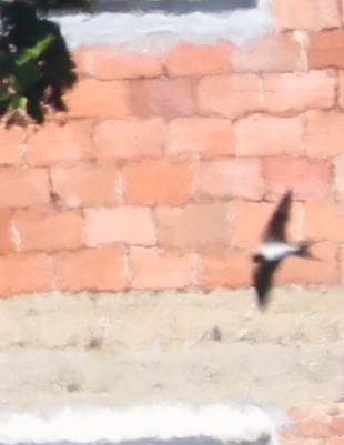 Barn Swallow