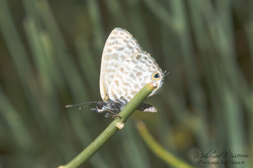 Lang's Short-tailed Blue