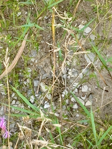 Northern Leopard Frog