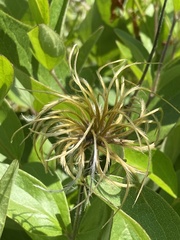 Clematis ochroleuca