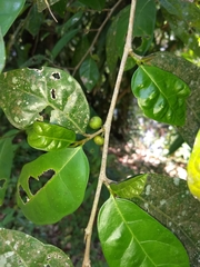 Ficus tinctoria gibbosa
