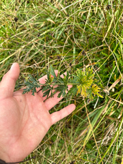 Aconitum plicatum