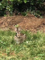 Sylvilagus floridanus