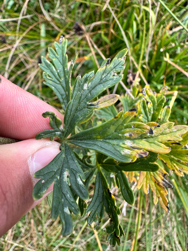 Aconitum plicatum, photograph 2