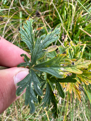 (c) Dawid Juszczak, some rights reserved (CC BY) Aconitum plicatum, photograph (c) Dawid Juszczak, some rights reserved (CC BY)