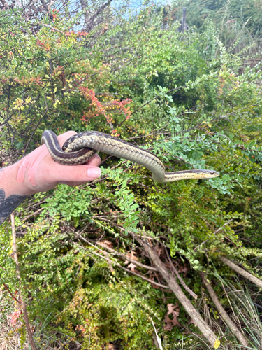 Eastern Garter Snake