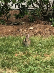 Sylvilagus floridanus