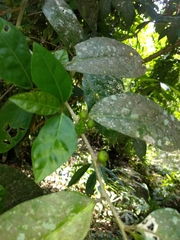 Ficus tinctoria gibbosa