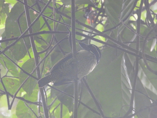 Hairy-breasted Barbet