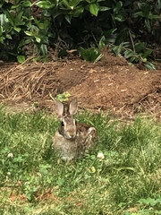 Sylvilagus floridanus