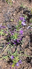 Rotheca hirsuta, photograph (c) Suvarna Parbhoo Mohan, some rights reserved (CC BY-SA)