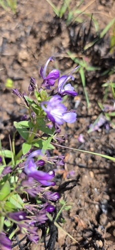 Rotheca hirsuta, photograph 6