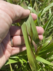 Tripsacum dactyloides