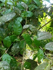 Ficus tinctoria gibbosa