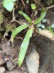 Carex plantaginea, photograph (c) Ian McFaul, some rights reserved (CC BY)
