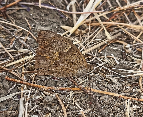Meadow Brown