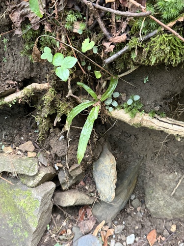 Carex plantaginea, photograph 2