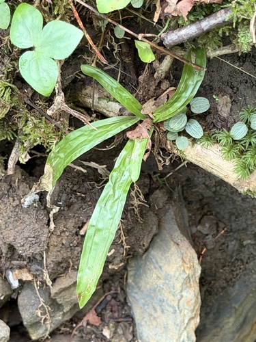 Carex plantaginea, photograph 3