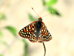 Euphydryas chalcedona corralensis