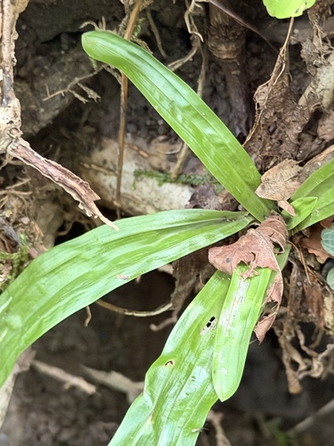 Carex plantaginea, photograph 5