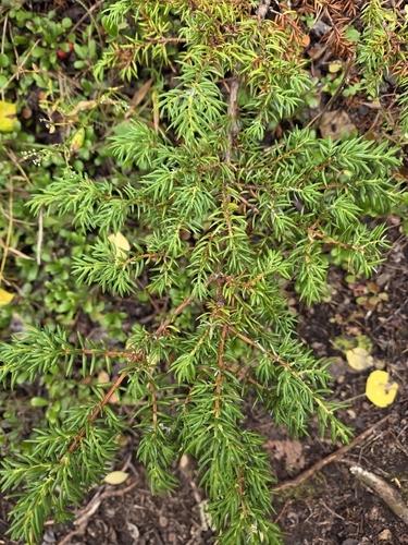 common juniper