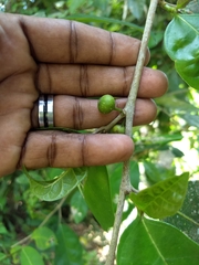 Ficus tinctoria gibbosa