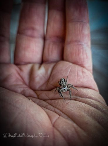 Tan Jumping Spider