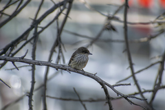 Pyrocephalus rubinus obscurus