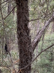 Lysicarpus angustifolius