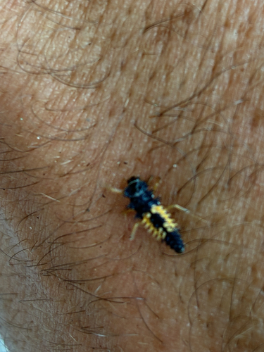 Asian Lady Beetle