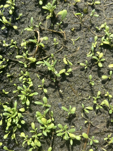Sesuvium maritimum