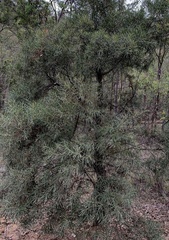 Lysicarpus angustifolius