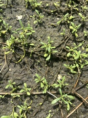 Sesuvium maritimum, photograph (c) Kristály Cravens-Liszak, some rights reserved (CC BY)
