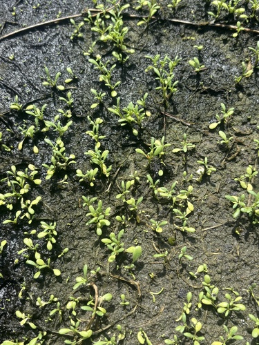 Sesuvium maritimum, photograph 3