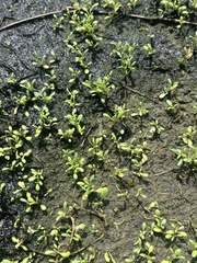Sesuvium maritimum, photograph (c) Kristály Cravens-Liszak, some rights reserved (CC BY)
