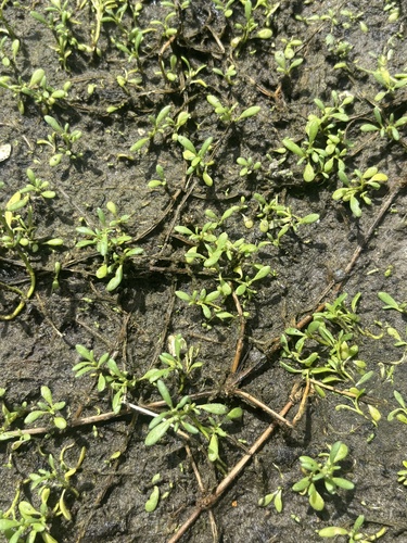 Sesuvium maritimum, photograph 4