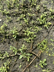 Sesuvium maritimum, photograph (c) Kristály Cravens-Liszak, some rights reserved (CC BY)