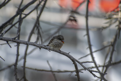 Pyrocephalus rubinus obscurus