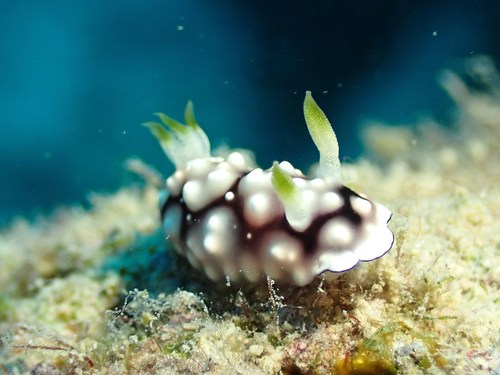 Geometric Goniobranchus