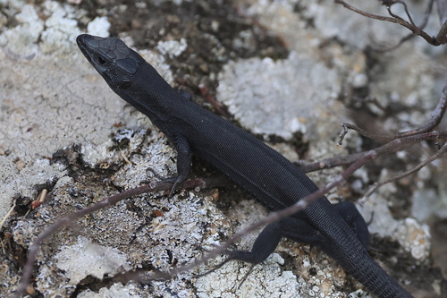 Podarcis siculus tyrrhenicus
