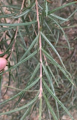 Lysicarpus angustifolius