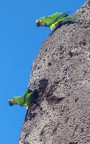 Peach-fronted Parakeet