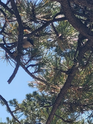 Pygmy Nuthatch