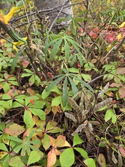Lupinus arcticus, photograph (c) Peter L Achuff, some rights reserved (CC BY)