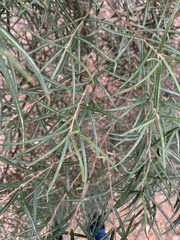 Lysicarpus angustifolius