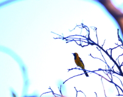 Icterus cucullatus